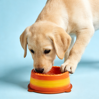 Retro Striped Anti-Skid Pet Bowl